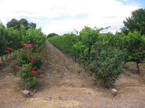 Hotel Posada Cavieres Wine Farm