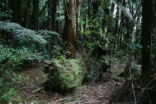 Wild Forest Estate Glamping