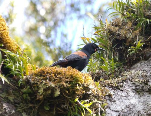 Kowhai Lane Lodge