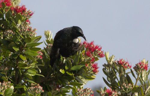 Kowhai Lane Lodge