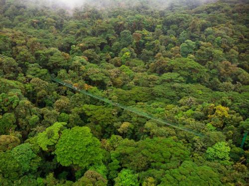 Hotel Ficus - Monteverde