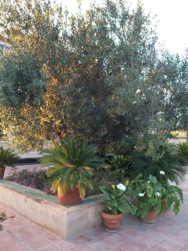 Bed & Breakfast Valencia Country House