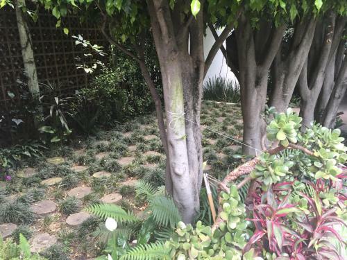 Hostal Cuija Coyoacan