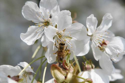 Apartamento Ferienwohnung Werner