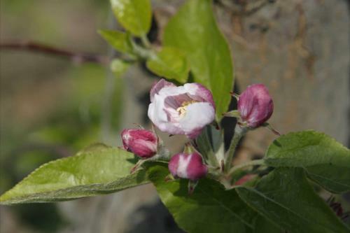 Apartamento Ferienwohnung Werner