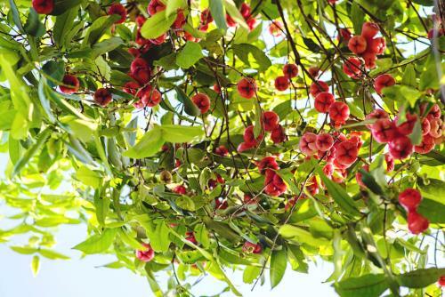 Riverside Plum Garden Homestay