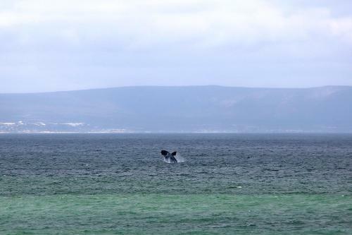 Hermanus Beach Club
