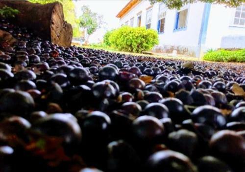 Agroturismo Pousada Fazenda Das Bicas