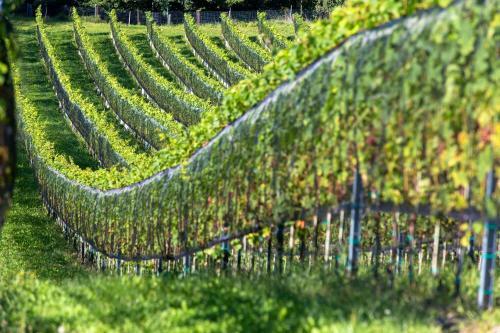 Hotel Weingut Tschermonegg