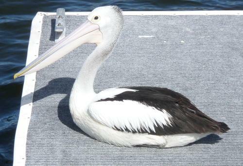 Gaia On Bribie Island