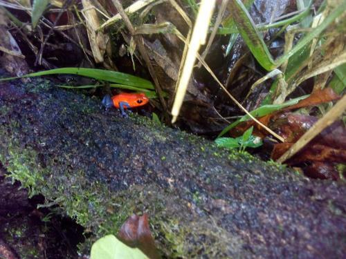 Caba�a Arenal View #3