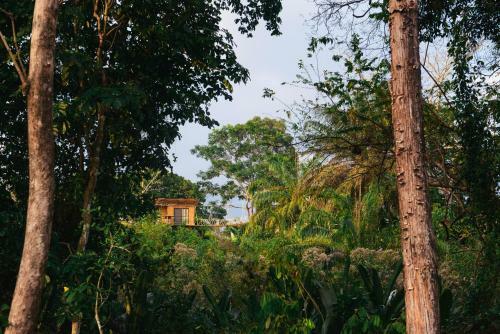 Tarzan Jungle Home Honeymoon Treehouse