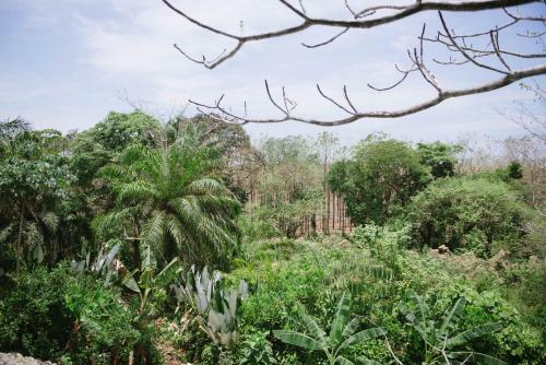 Tarzan Jungle Home Honeymoon Treehouse