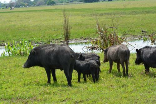 Bed & Breakfast Pantanal Ranch Meia Lua