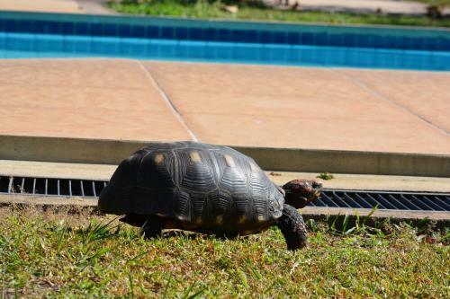 Bed & Breakfast Pantanal Ranch Meia Lua
