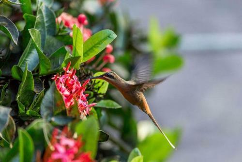 Hostal Fazenda Colibri