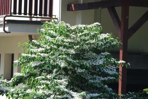 Hostal Ivanek Guest House