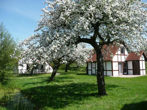 Ferienhaus Scout 60 Im Feriendorf