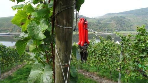 Apartamento Weingut Gorges-reinhard