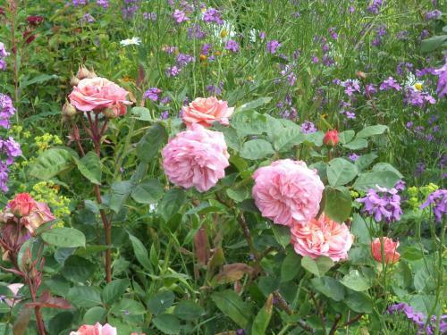 Apartamento Rosenhaus-bocksruede