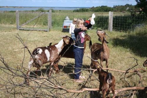 Vesterlyng Camping And Cottages