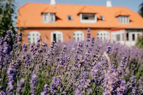 Jungshoved Pr�steg�rd B&B