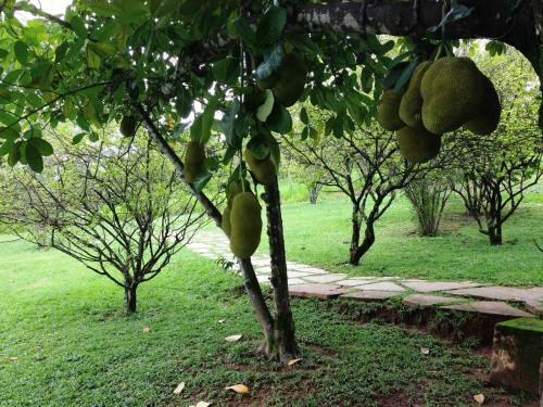 �guas Vivas Hotel Fazenda