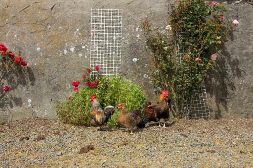 The Roost