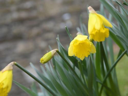 Old Mill Cottage, Camelford