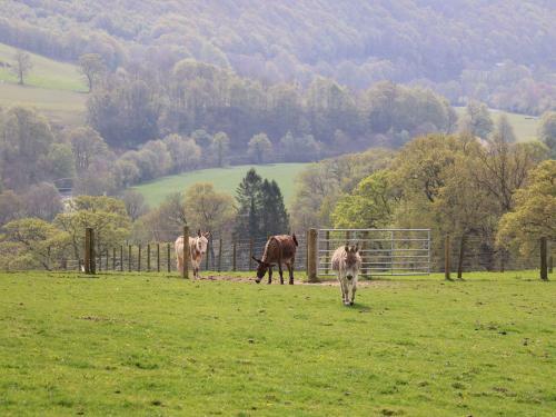 The Dairy, Llandysul