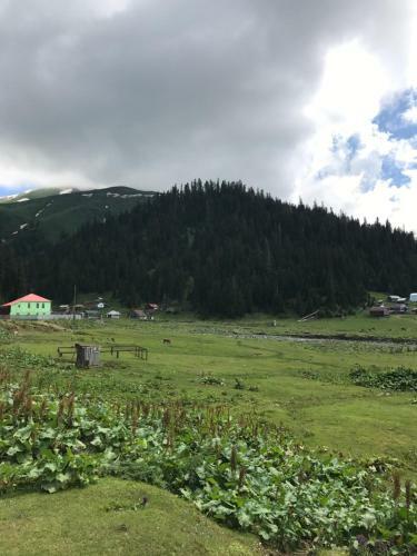 Gornii Kurort Bakhmaro