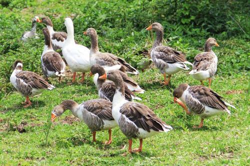 Agroturismo Fazenda Santo Ant�nio