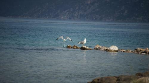 Apartamento Belvedere Suites Korfos