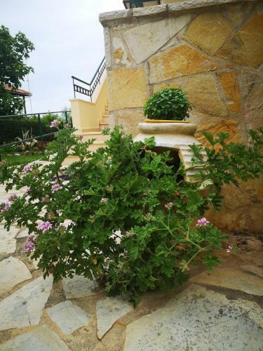 Aparthotel Hotel Patelis