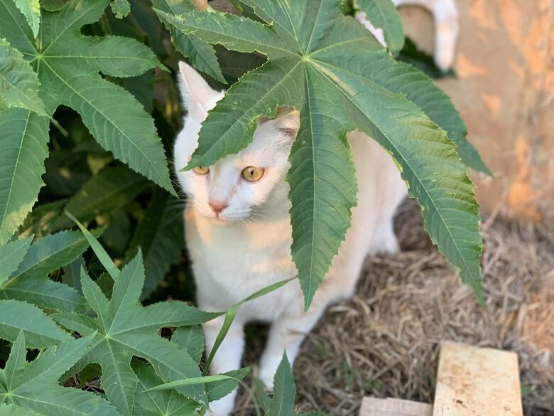 White Cat B&B