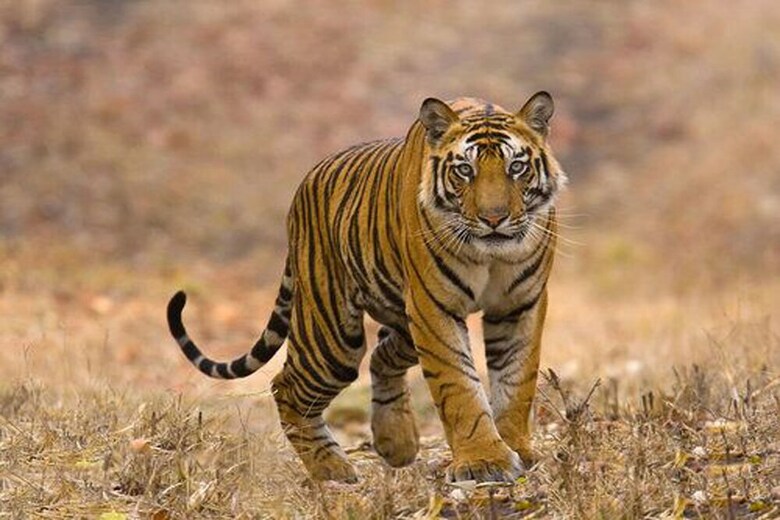 Hotel Chitwan Safari Camp & Lodge