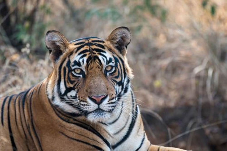 Hotel Chitwan Safari Camp & Lodge