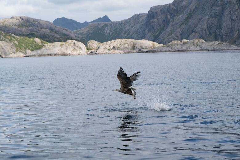 Apartamentos Lofoten Cottages
