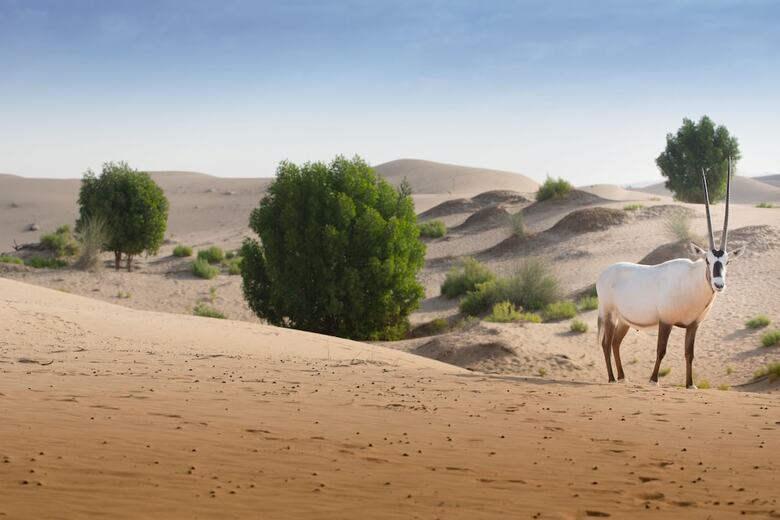 Apartamento Telal Resort, Al Ain