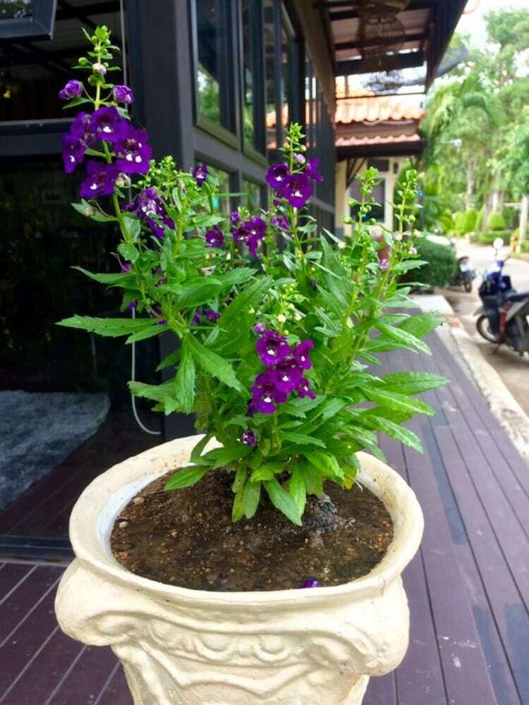 Hotel At Lamai Resort