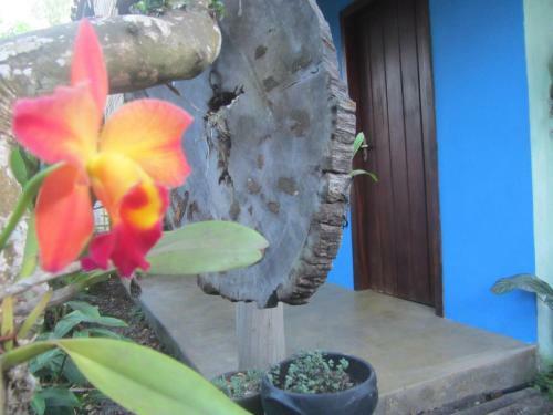 Chal� Mangaba