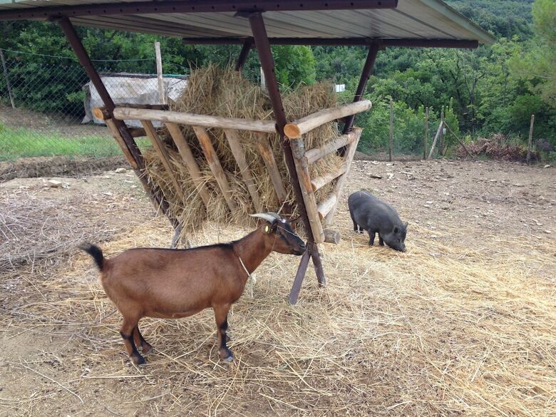 Agroturismo Tenuta Di Forte Sorgnano