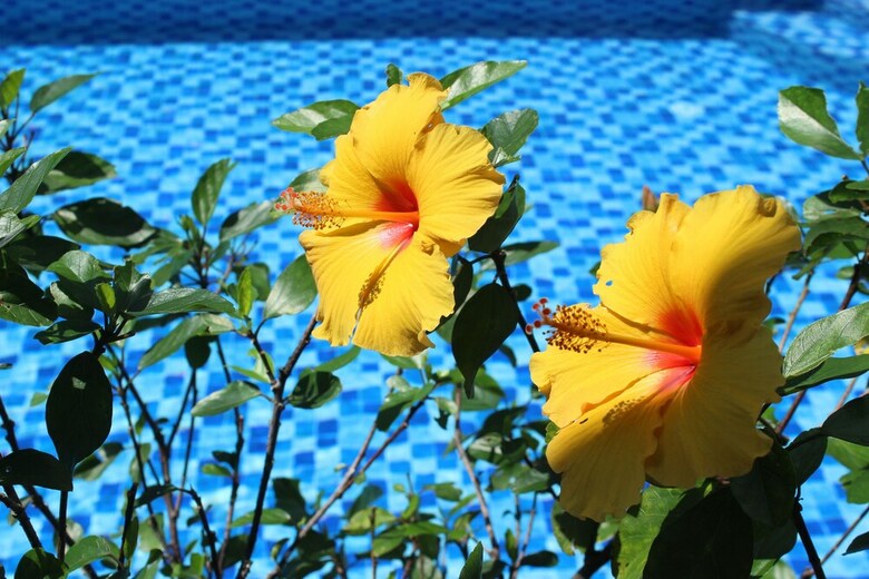 Bed & Breakfast Magnolia Garden Villa