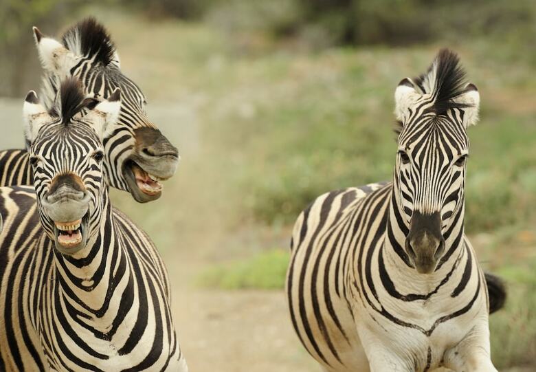 Posada Sanbona Wildlife Reserve