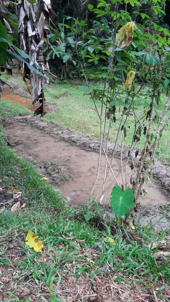 Hotel Tepi Sawah Lodge