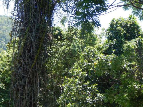 Bed & Breakfast Casa S�o Conrado