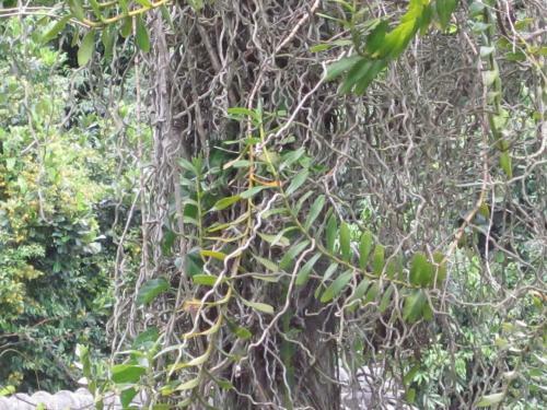 Bed & Breakfast Casa S�o Conrado
