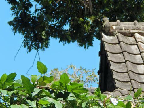 Bed & Breakfast Casa S�o Conrado