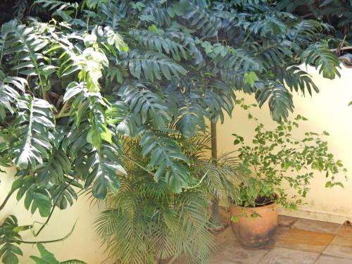 Bed & Breakfast Casa S�o Conrado