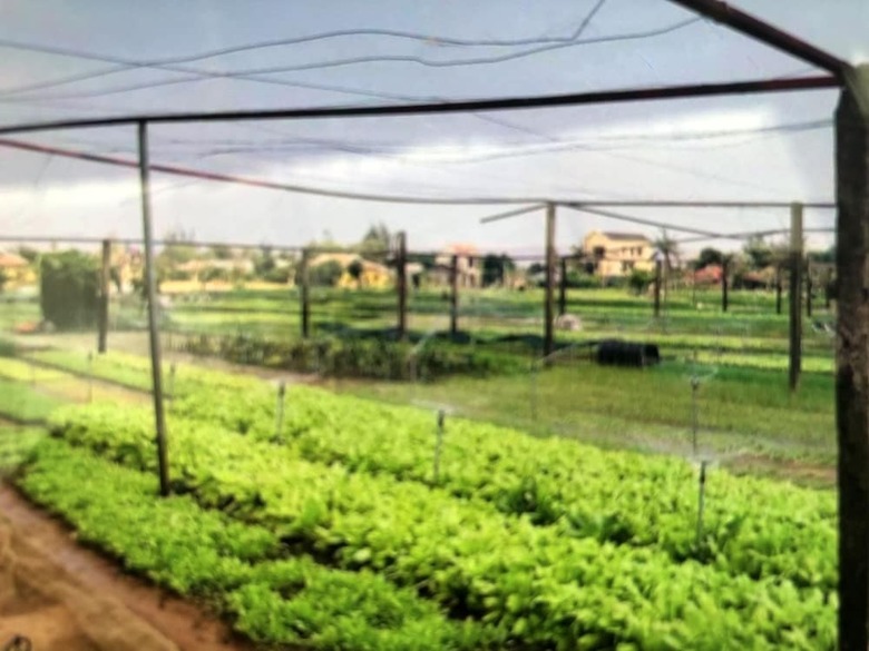 Hotel An Bang Garden Homestay